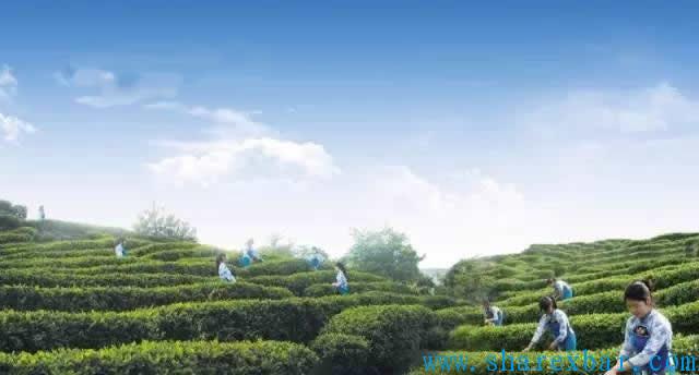 龙虎山茶叶产业观光园