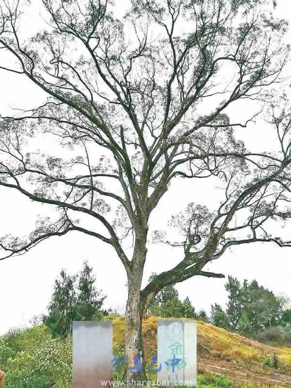 金斗村古香樟树