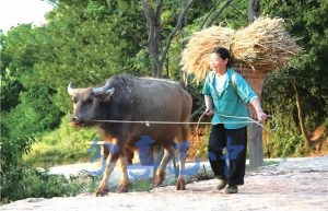 何清香边走边唱《月儿落西下》