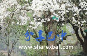 “梧松山庄”今日尤在的百年玉兰