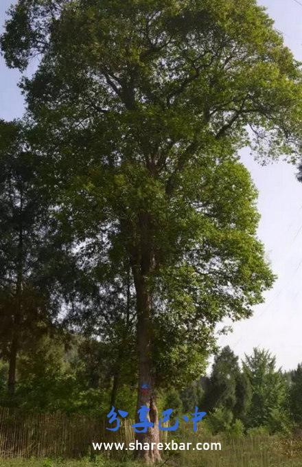 檬子树