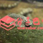 巴鱼（中华爬岩鳅）