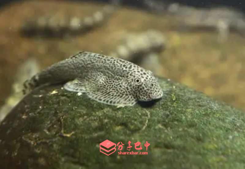 巴鱼（中华爬岩鳅）