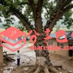 巴中异事：老鼠成群上树（模拟图）