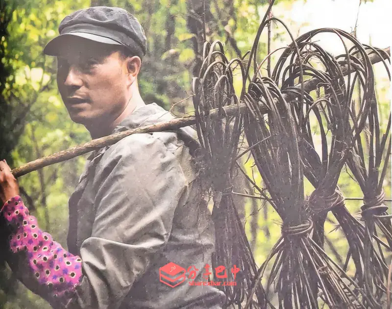 巴中非遗:藤编技艺